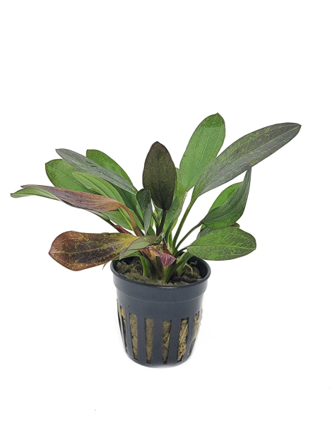 Echinodorus Red Flame - potted