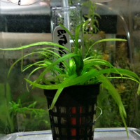 Echinodorus tenellus - potted