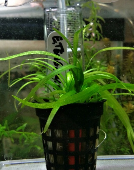 Echinodorus tenellus - potted