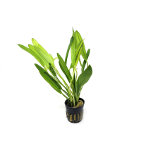 Echinodorus africanus - potted