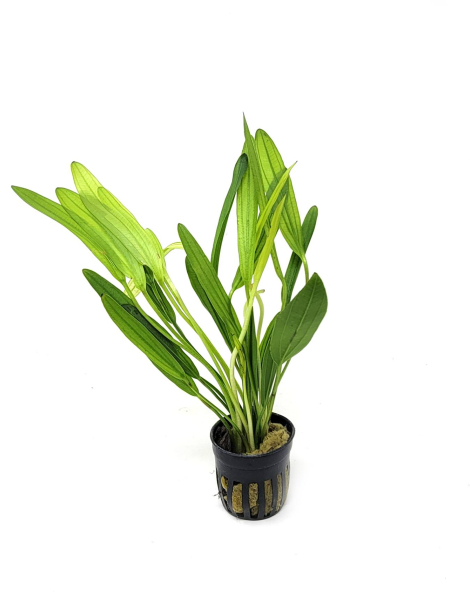 Echinodorus africanus - potted