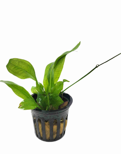 Echinodorus amazonicus - potted