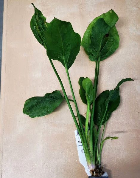 Echinodorus cordifolius - potted