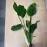 Echinodorus cordifolius - potted