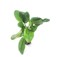Echinodorus devil eye - potted