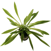 Echinodorus latifolius - potted