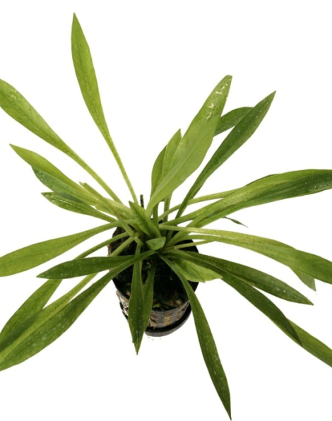 Echinodorus latifolius - potted