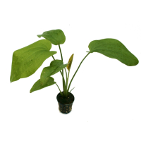 Echinodorus jenisej - potted