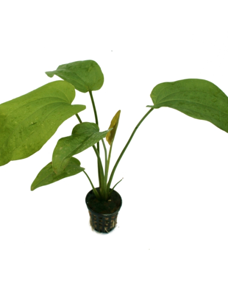Echinodorus jenisej - potted