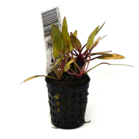 Echinodorus 'Regine Hildebrandt' - potted