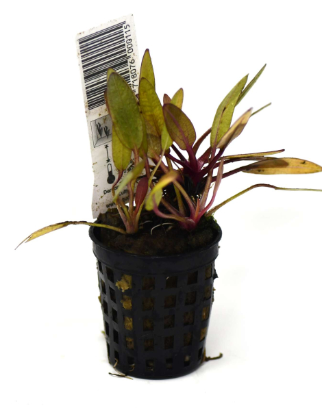 Echinodorus 'Regine Hildebrandt' - potted