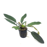 Echinodorus fire phoenix - potted