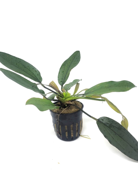 Echinodorus fire phoenix - potted