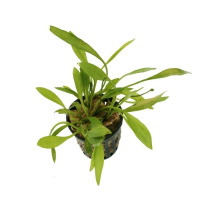 Echinodorus quadricostatus - potted
