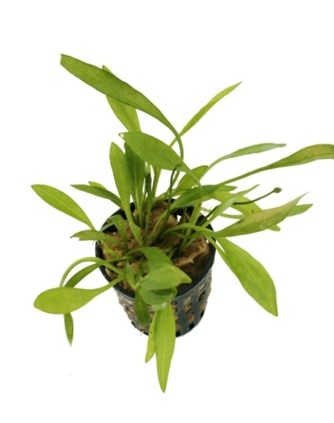 Echinodorus quadricostatus - potted