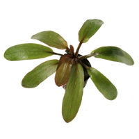 Echinodorus horemanii 'Red' - potted