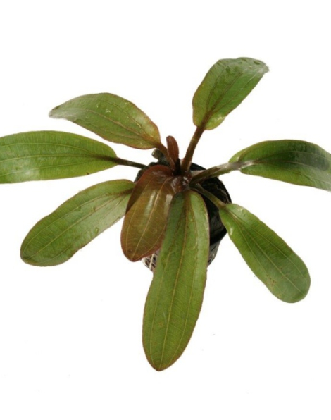 Echinodorus horemanii 'Red' - potted