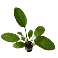 Echinodorus ipica - potted