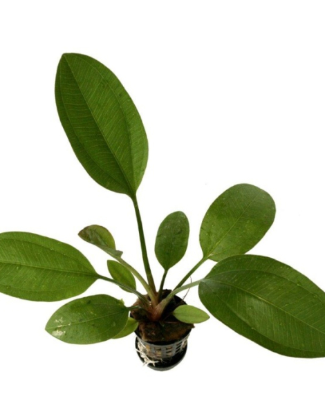 Echinodorus ipica - potted