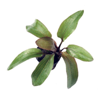 Echinodorus rubin - potted