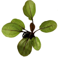 Echinodorus 'Spidernet' - potted