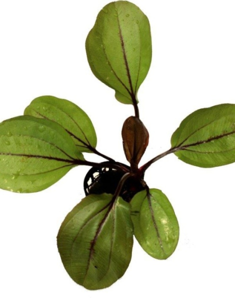 Echinodorus 'Spidernet' - potted