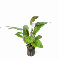 Ehinodorus chocolate marble - potted