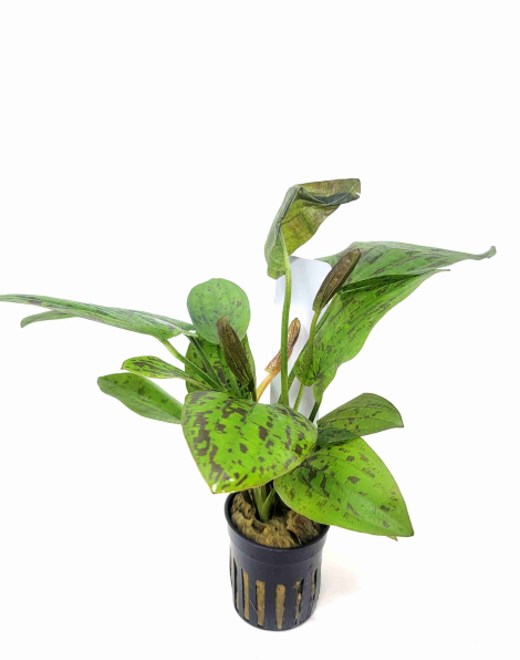 Ehinodorus chocolate marble - potted