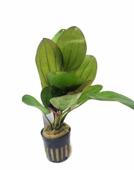 Echinodorus fancy twist - potted