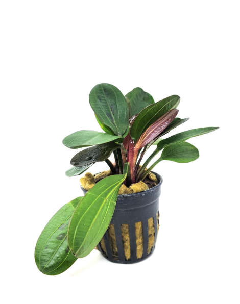 Echinodorus 'Hadi Red Pearl' - potted