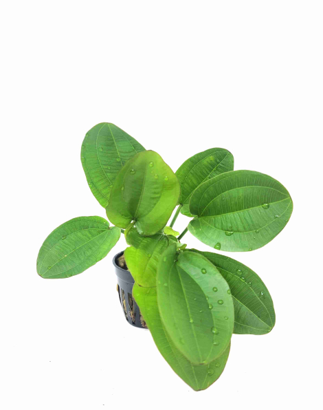 Echinodorus horizontalis - potted