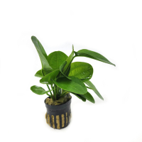 Echinodorus horizontalis mini - potted
