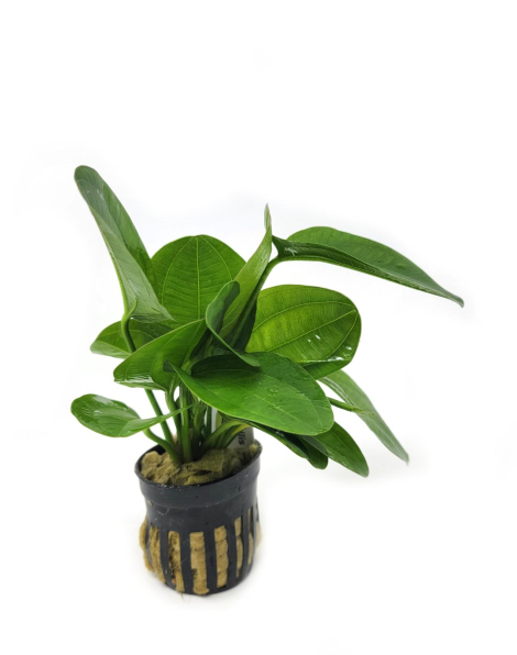 Echinodorus horizontalis mini - potted