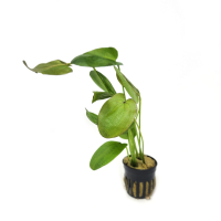 Echinodorus horizontalis variegated - potted