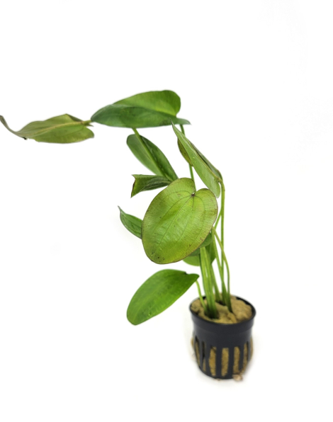 Echinodorus horizontalis variegated - potted