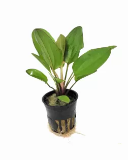 Echinodorus 'Klenier Bar'