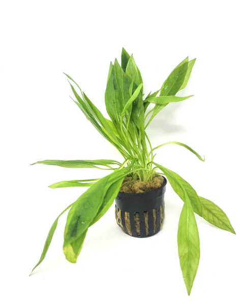 Echinodorus madalengensis - potted