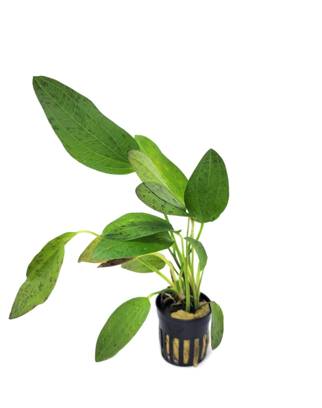 Echinodorus 'Ozelot Red' - potted