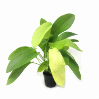 Echinodorus uruguayensis 'Tricolour' - potted