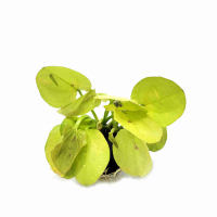 Echinodorus yellow sun - potted