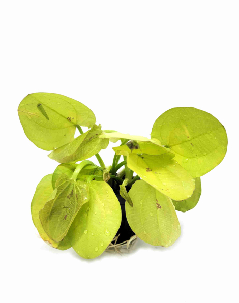 Echinodorus yellow sun - potted