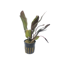Echinodorus Alame - potted