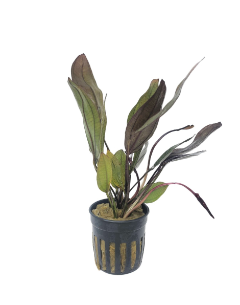 Echinodorus Alame - potted