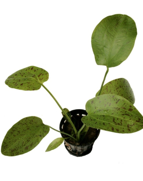 Echinodorus 'Ozelot Green' - potted