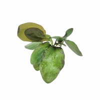 Echinodorus impai - potted