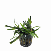 Eichhornia diversifolia - potted