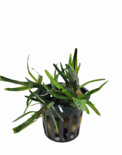 Eichhornia diversifolia - potted