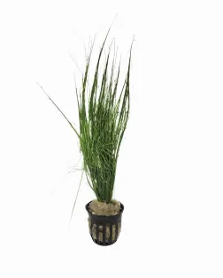 Eleocharis vivipara - potted