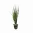 Eleocharis vivipara - potted