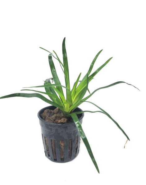 Eriocaulon sp. Vietnam - potted
